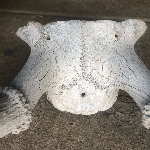 HOLD Vintage | Boho Deer Antler Rack Decor - Picture 7 of 16